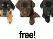 Con Artists Are Targeting Animal Lovers! 
