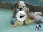 New Scam Targets Pet Lovers