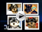 Pet and Puppy Adoption Fraud