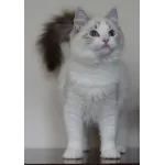 Adorable Ragdolls Profile