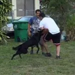 Miami Dade County K 9 Services Customer Service Phone, Email, Contacts