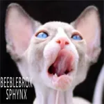 Beeblebrox Sphynx Cattery Logo