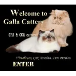 Galla Cattery