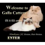 Galla Cattery Profile