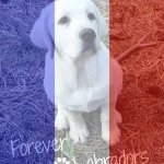 Forever Labradors