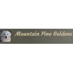 Mountain Pine Goldens
