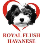 Royal Flush Havanese Logo