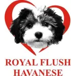 Royal Flush Havanese Profile