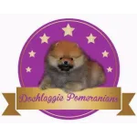 Dochlaggie Pomeranians Logo