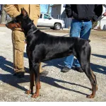 Ladasu Dobermans/Laura Bristle