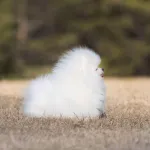 Secret Garden Pomeranian
