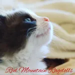 Red Mountain Ragdolls Customer Service Phone, Email, Contacts