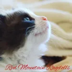 Red Mountain Ragdolls