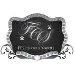 FCS Precious Yorkies