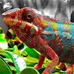 CB Reptile company reviews