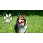 Animal Emergency Center Profile