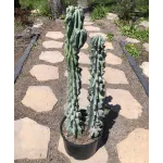 Cactus Kingdom