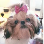 Sugar Sweet Shih Tzu