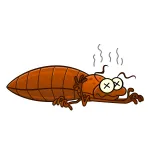 CNY Bed Bug Extermination Customer Service Phone, Email, Contacts