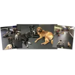 Tuxedo's K9 Training Camp