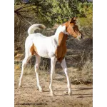 Equine Now Profile