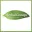 Herbal Groups Logo