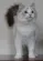 Adorable Ragdolls Reviews and Complaints