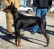 Ladasu Dobermans/Laura Bristle