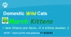 Domestic Wild Cats