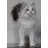 Adorable Ragdolls reviews, listed as Snowy Hollow Siberian Cats