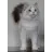 Adorable Ragdolls