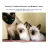 Orecatay Traditional Siamese and Balinese Cattery reviews, listed as Wild Onion Maine Coons