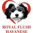 Royal Flush Havanese