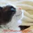Red Mountain Ragdolls reviews, listed as Dream Coon Cattery