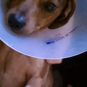 My dachshund almost died, spent $8k to save him!