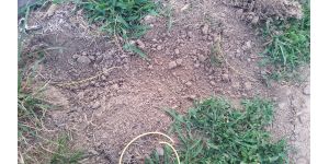 Spectrum.com - cut underground dog fence