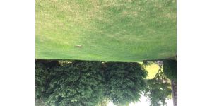 TruGreen - lawn care