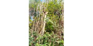 Asplundh Tree Expert - tree murdering, topping trees in hottest part of summer (above 100 degrees)