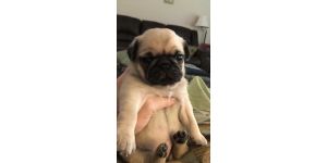 Hoobly - pugs for sale