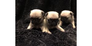 Hoobly - a false person selling pugs in macon ga