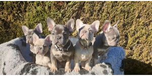 Hoobly - scam for money - selling frenchie