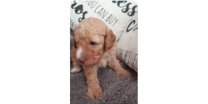 Pets4Homes - Labradoodle puppies for sale - scam