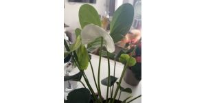 Woolworths South Africa - Lily plant