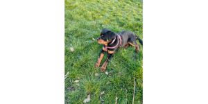 Pets4Homes - Iv tried too advatice my dog and I keep getting blocked for no reason at all