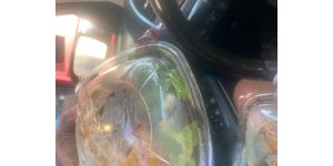 Wendy’s - Apple pecan salad with lettuce hang out and black stuff around rim of container and managers disrespect