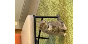 Yelp.com - Roach and broken AC with no help from staff