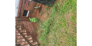 LawnStarter - Unprofessional, poor business ethics and cancellation issues