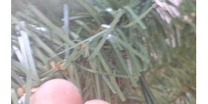 Balsam Hill - 6.5 ft blue spruce xmas tree