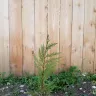 Fast Growing Trees - leland cypress and crepe/crape myrtle case#230862