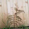 Fast Growing Trees - leland cypress and crepe/crape myrtle case#230862